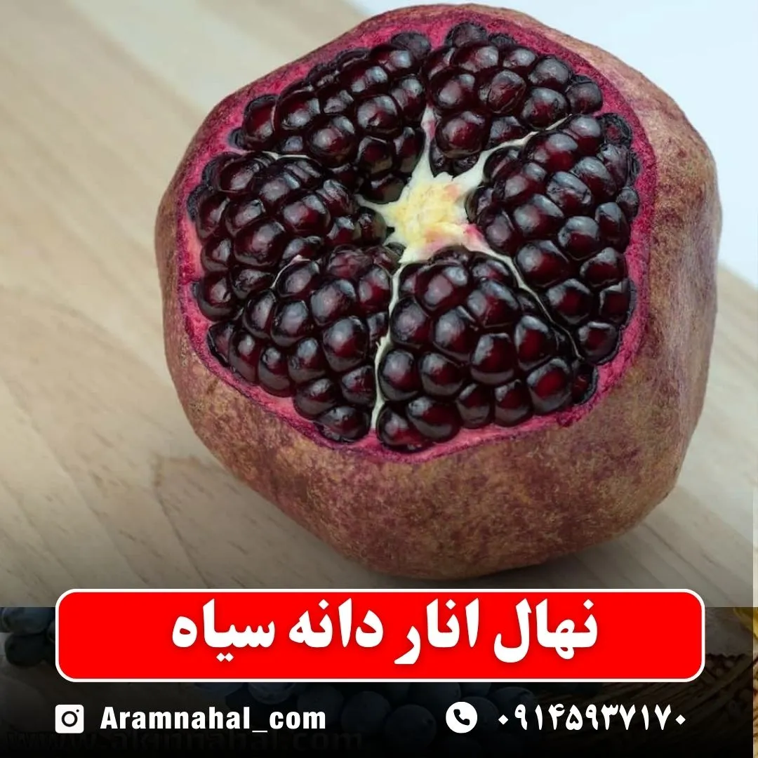 نهال انار دانه سیاه نهالستان آرام نهال