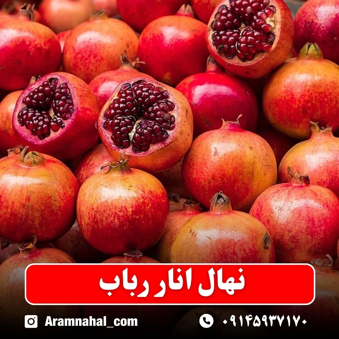 نهال انار رباب نهالستان آرام نهال