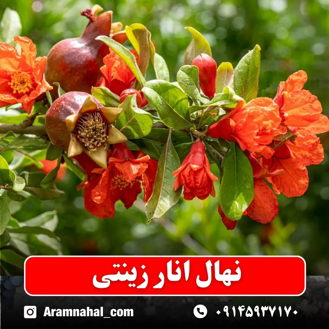 نهال انار زینتی نهالستان آرام نهال