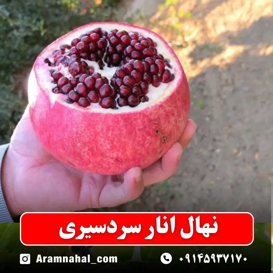 نهال انار سردسیری نهالستان آرام نهال