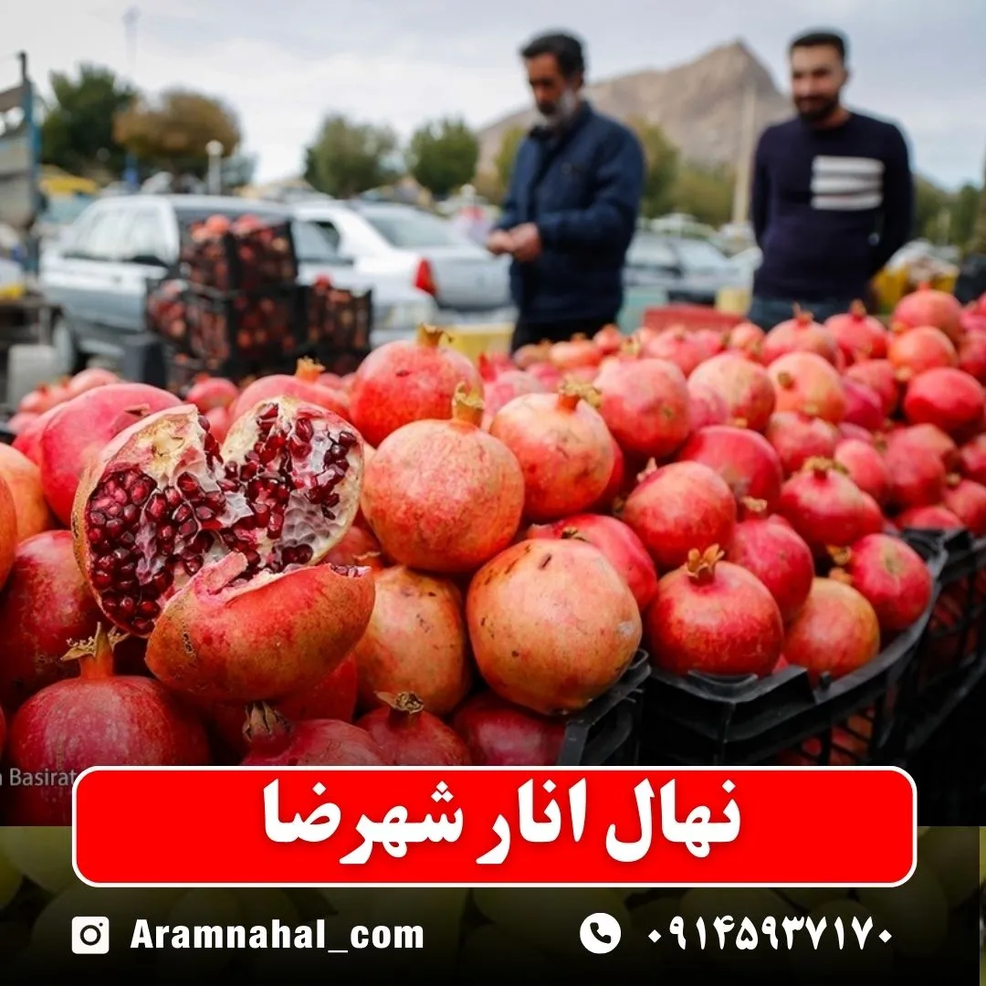 نهال انار شهرضا نهالستان آرام نهال