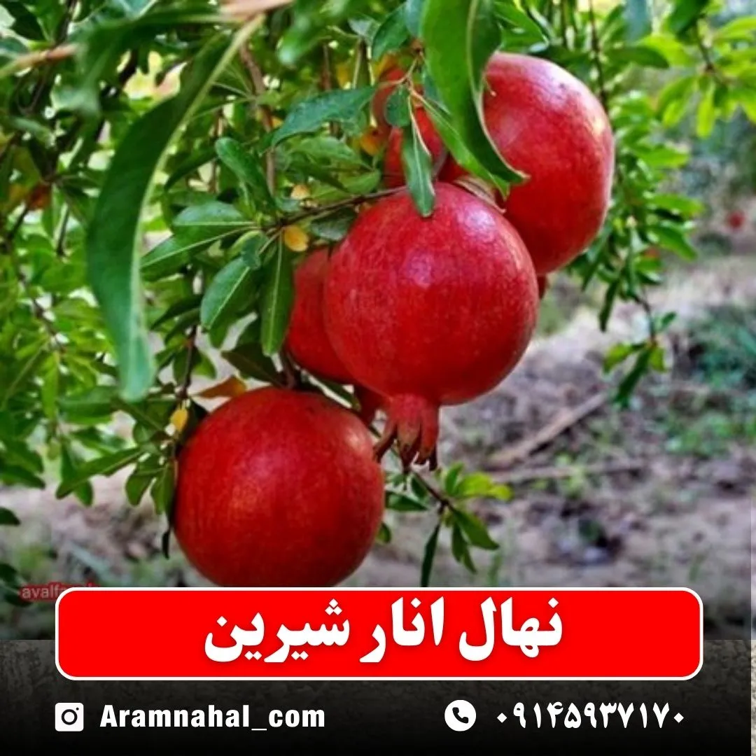 نهال انار شیرین نهالستان آرام نهال