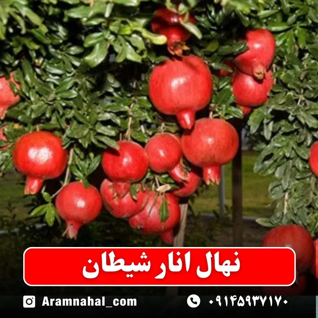 نهال انار شیطان نهالستان آرام نهال