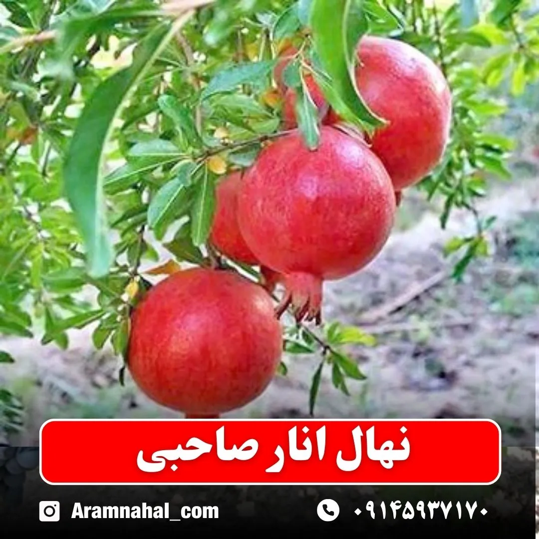 نهال انار صاحبی نهالستان آرام نهال