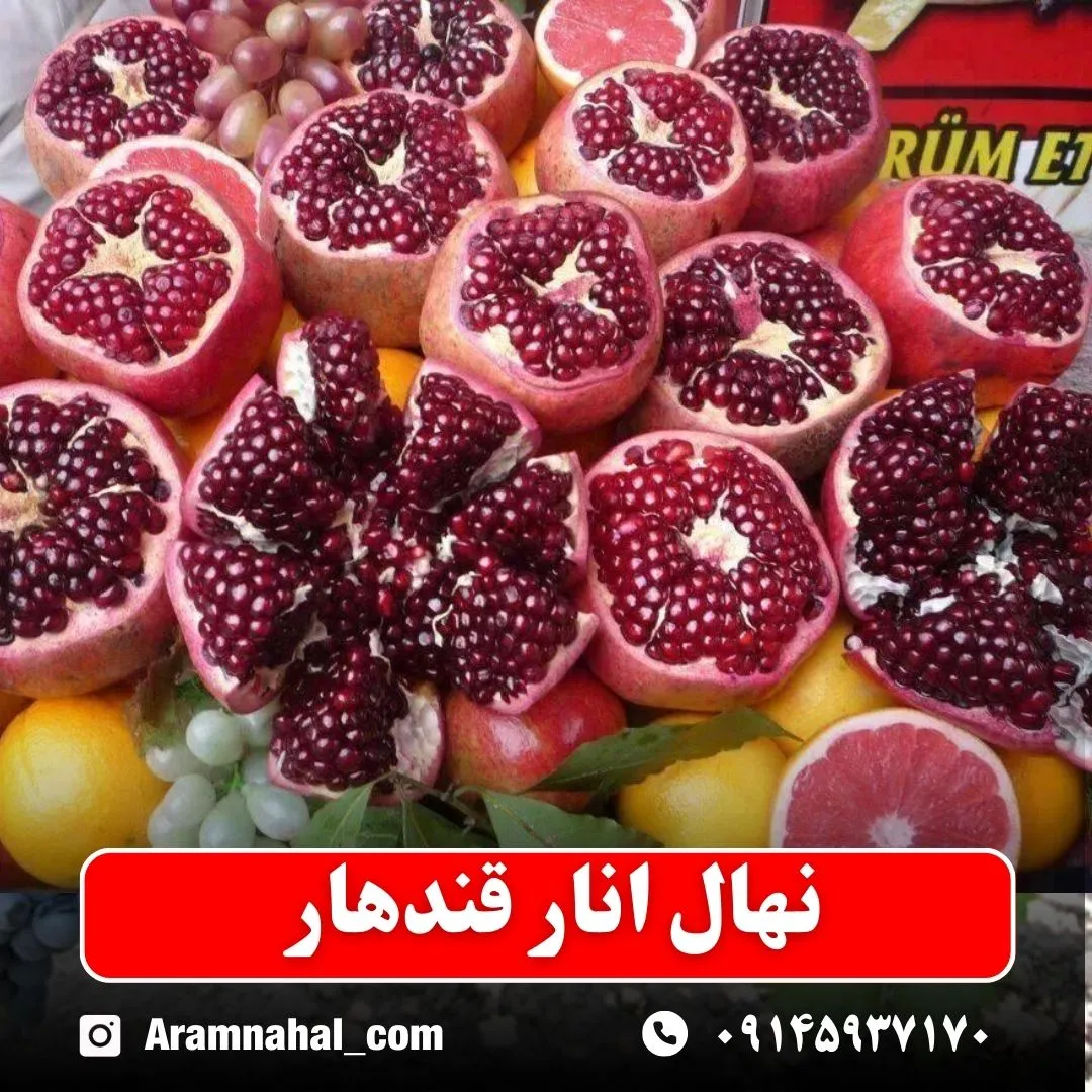 نهال انار قندهار نهالستان آرام نهال