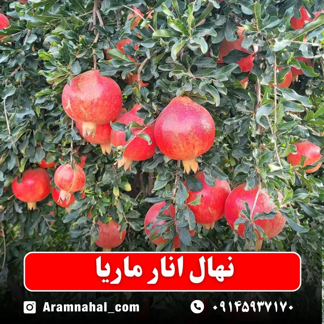 نهال انار ماریا نهالستان آرام نهال