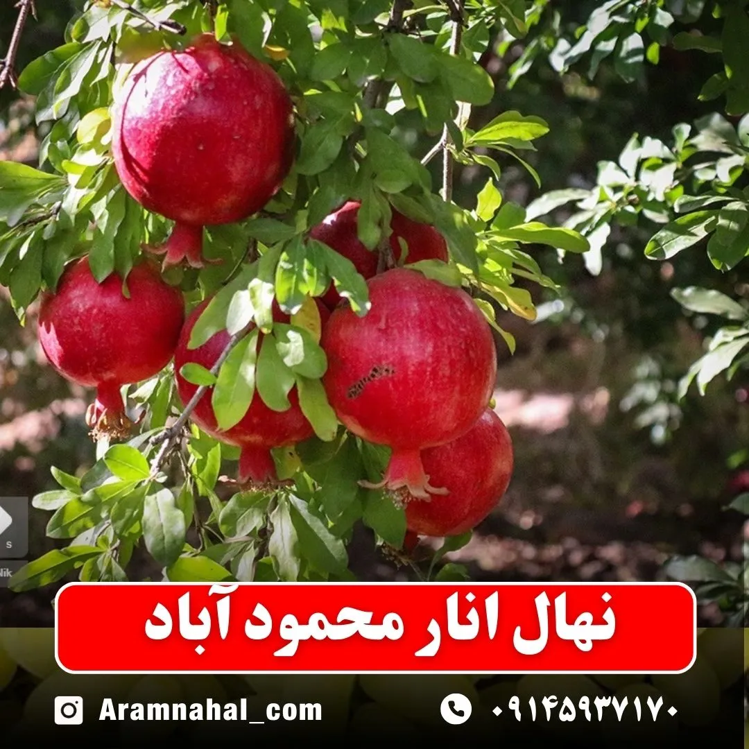 نهال انار محمود آباد نهالستان آرام نهال