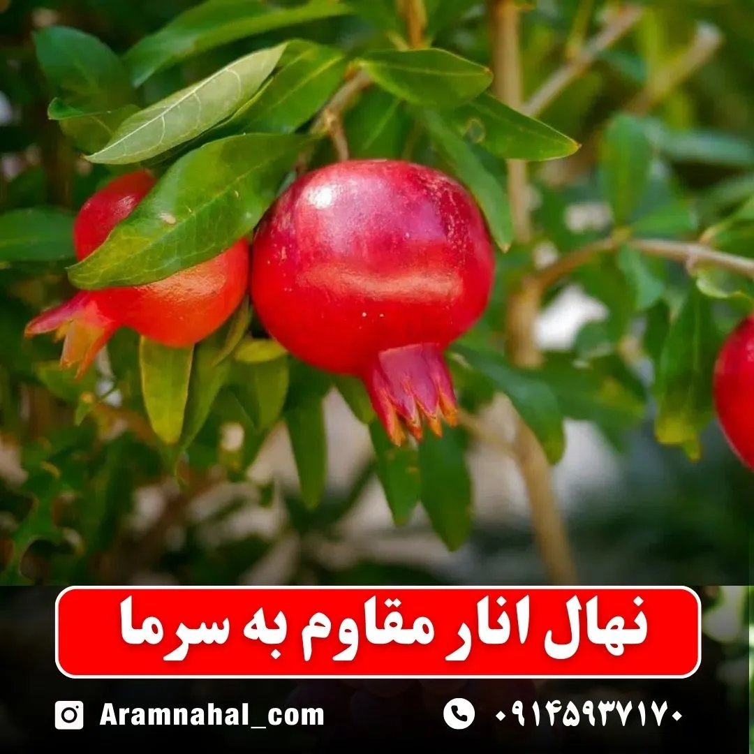نهال انار مقاوم به سرما نهالستان آرام نهال