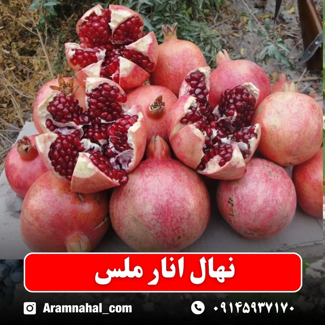 نهال انار ملس نهالستان آرام نهال
