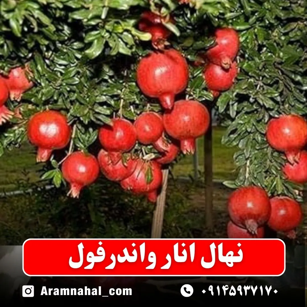 نهال انار واندرفول نهالستان آرام نهال
