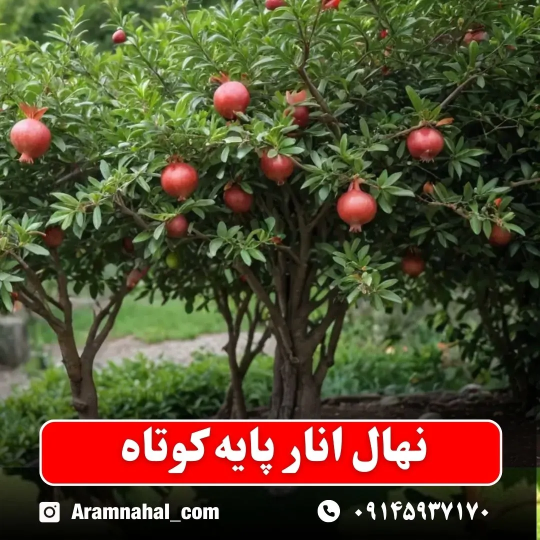 نهال انار پایه کوتاه نهالستان آرام نهال