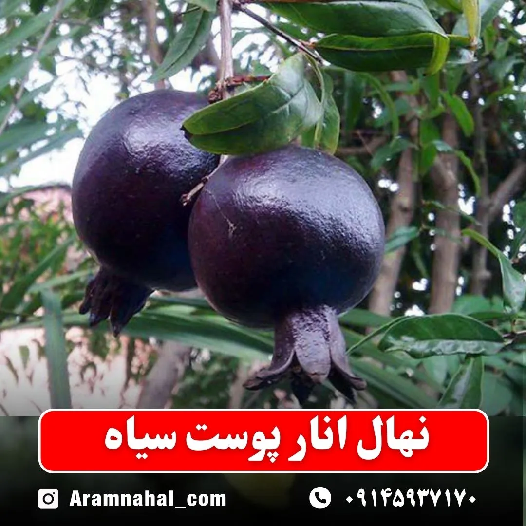 نهال انار پوست سیاه نهالستان آرام نهال