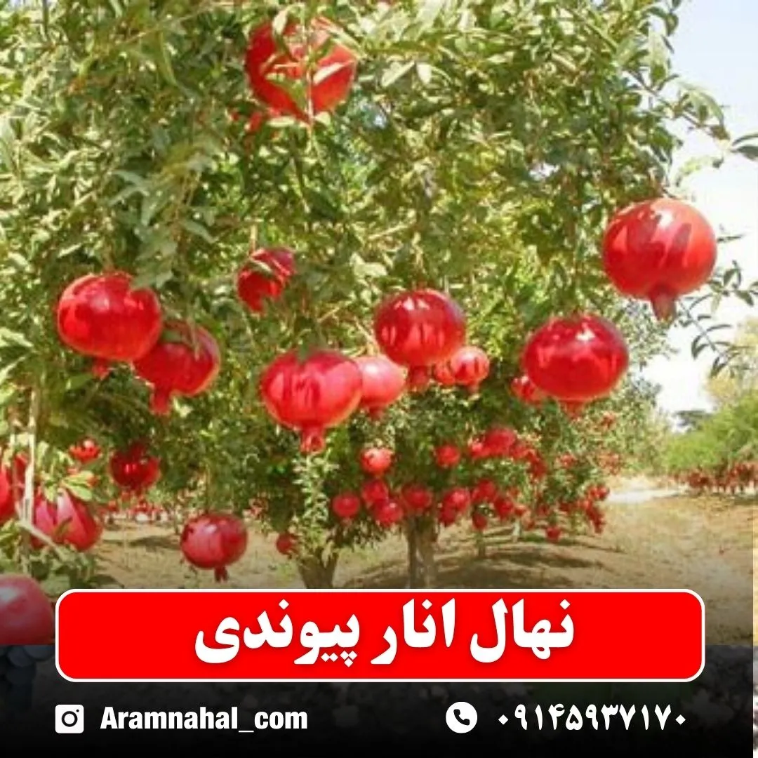 نهال انار پیوندی نهالستان آرام نهال