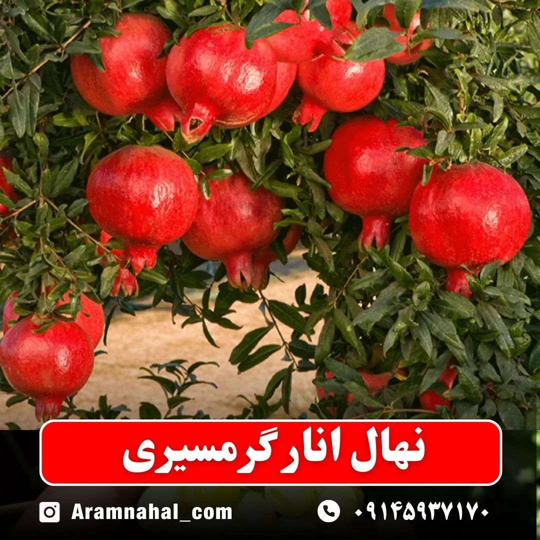نهال انار گرمسیری نهالستان آرام نهال