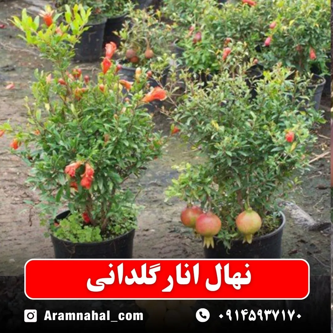 نهال انار گلدانی نهالستان آرام نهال