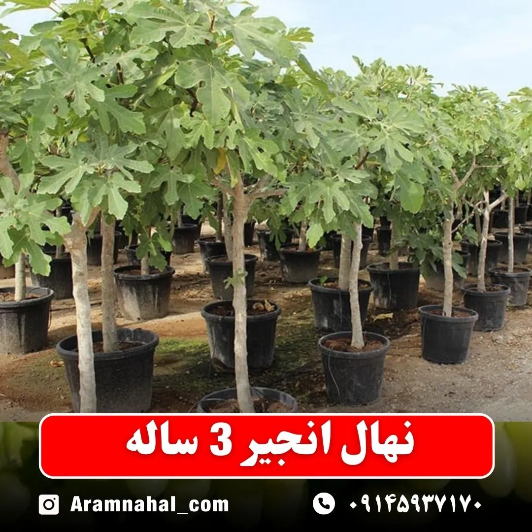 نهال انجیر 3 ساله نهالستان آرام نهال