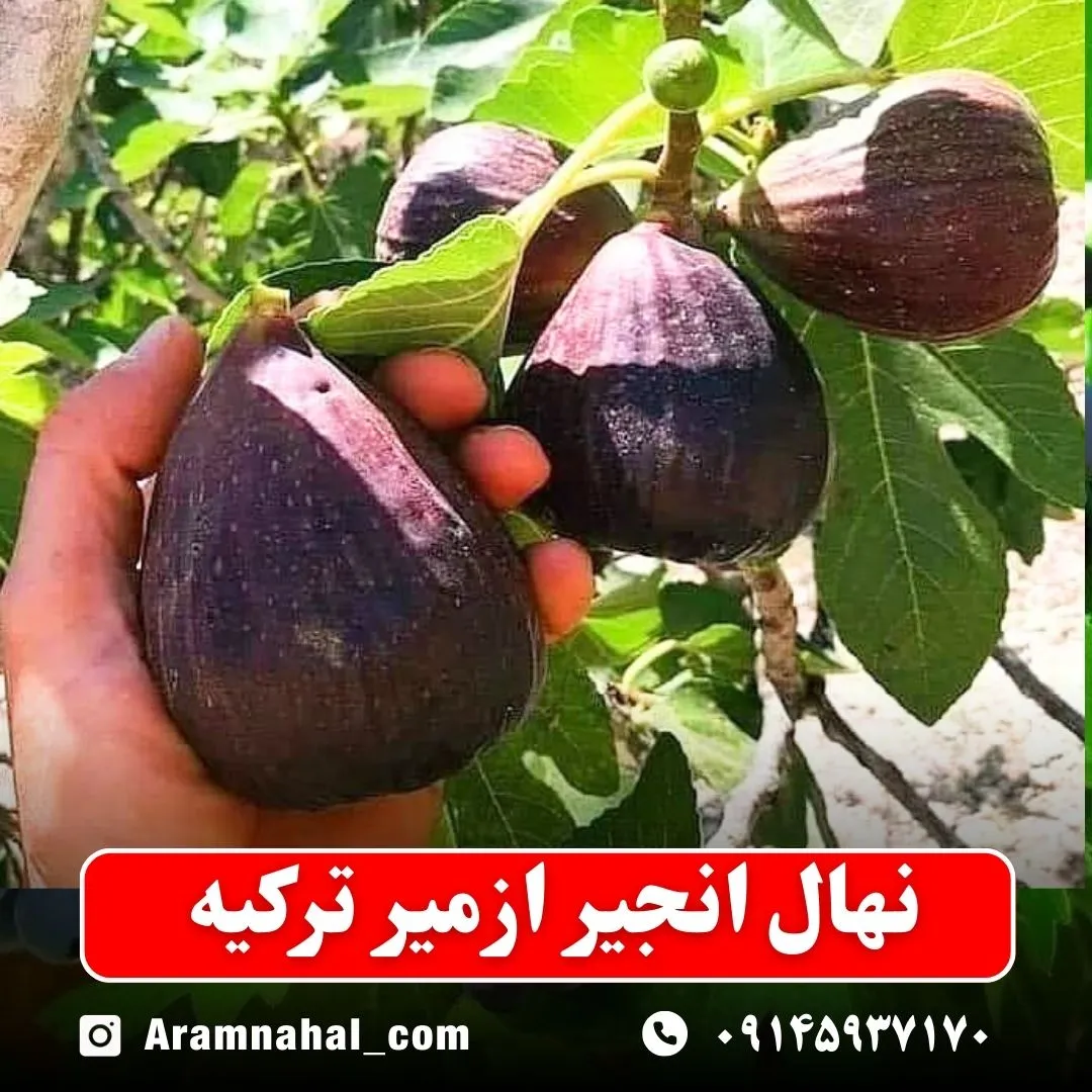 نهال انجیر ازمیر ترکیه نهالستان آرام نهال