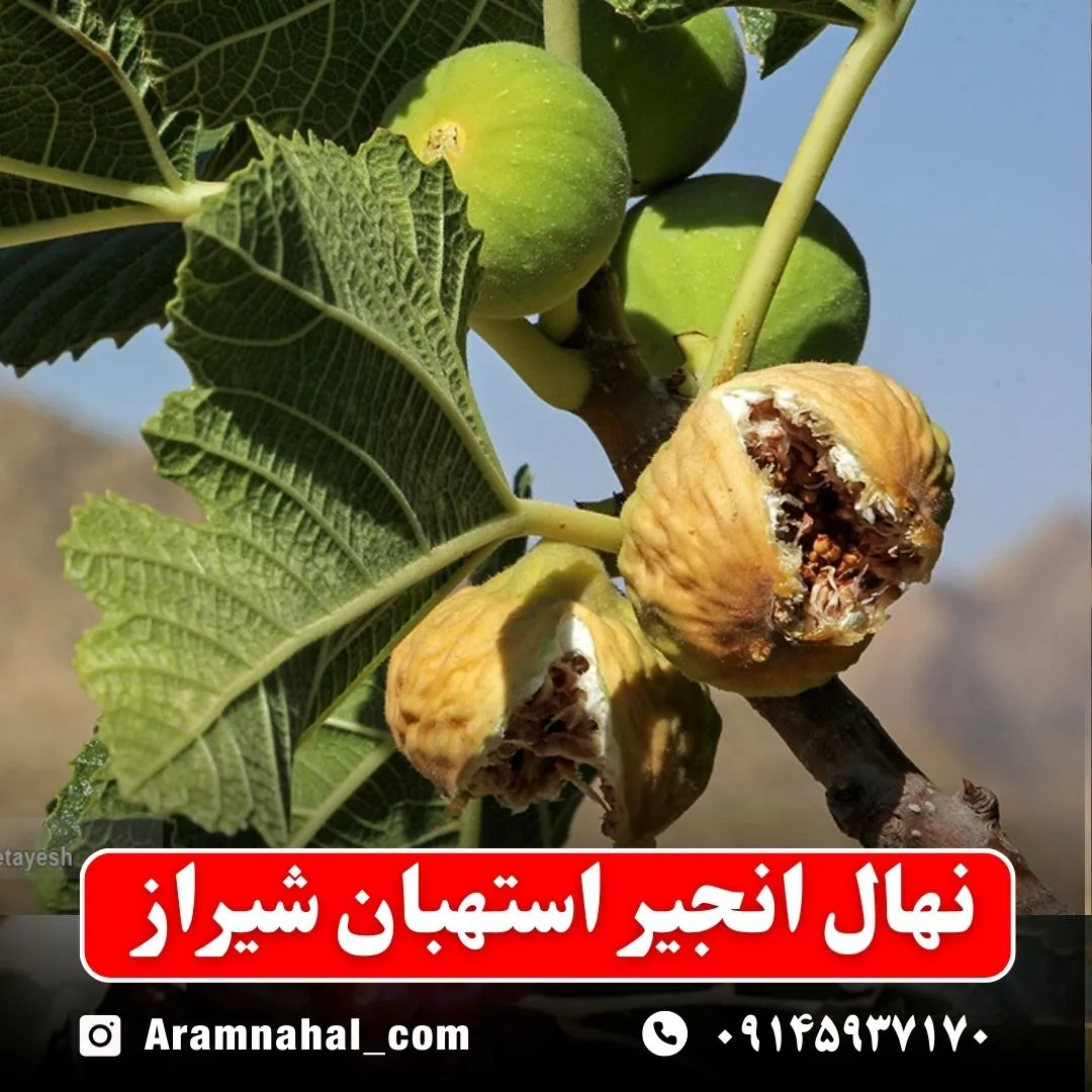 نهال انجیر استهبان شیراز نهالستان آرام نهال