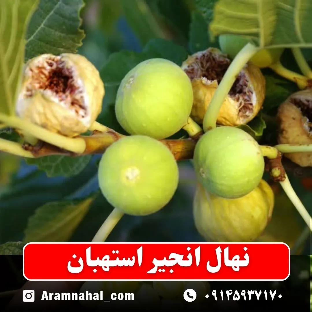 نهال انجیر استهبان نهالستان آرام نهال