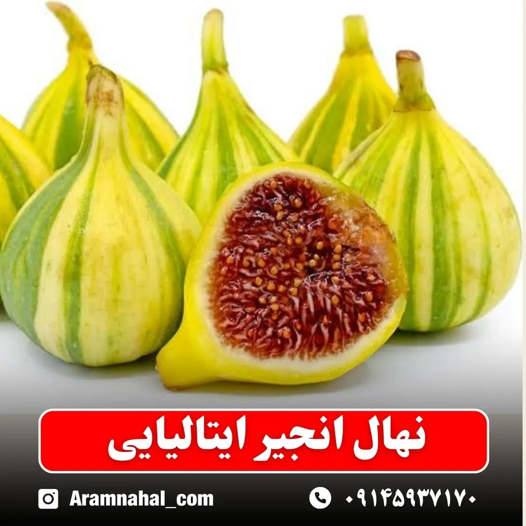 نهال انجیر ایتالیایی 2 نهالستان آرام نهال