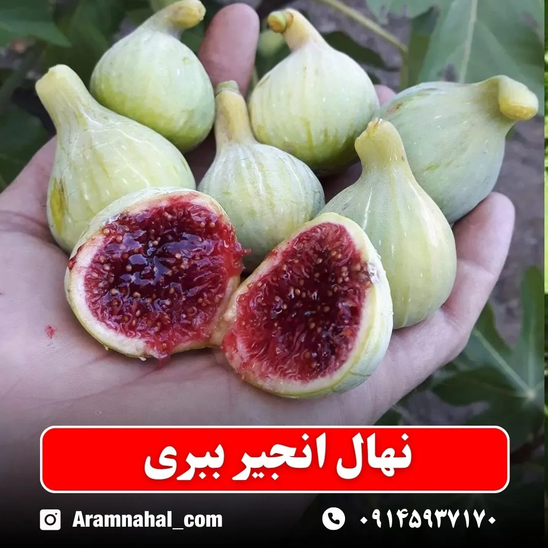 نهال انجیر ببری نهالستان آرام نهال