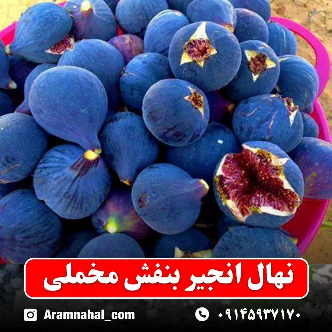 نهال انجیر بنفش مخملی نهالستان آرام نهال