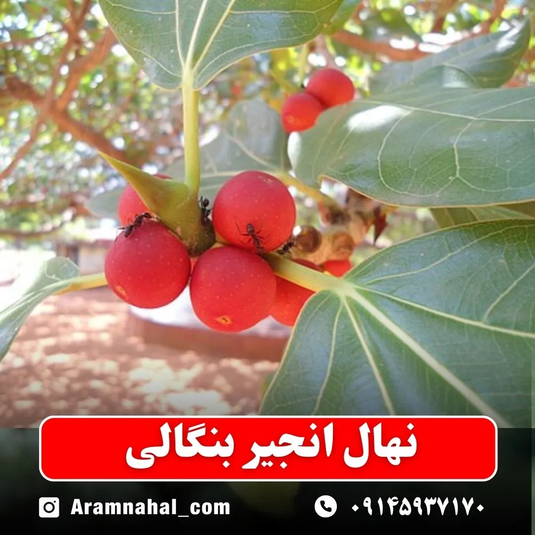 نهال انجیر بنگالی نهالستان آرام نهال