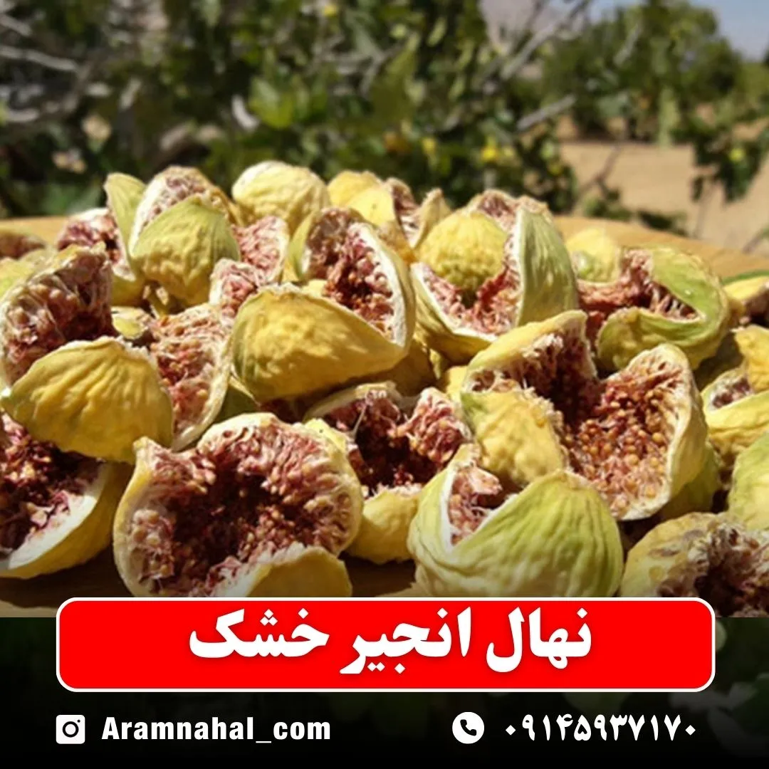 نهال انجیر خشک نهالستان آرام نهال