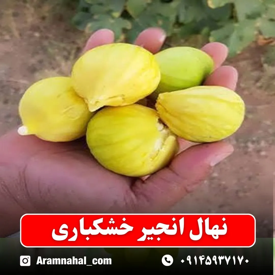 نهال انجیر خشکباری نهالستان آرام نهال