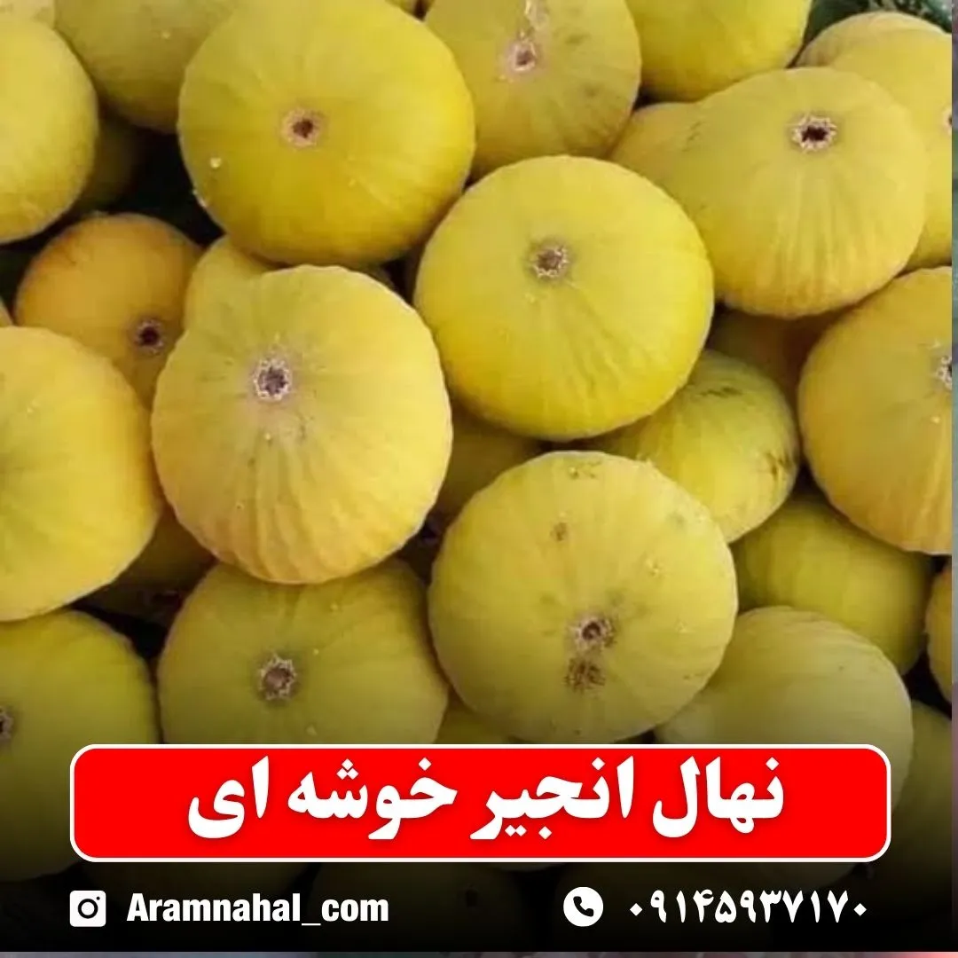نهال انجیر خوشه ای نهالستان آرام نهال