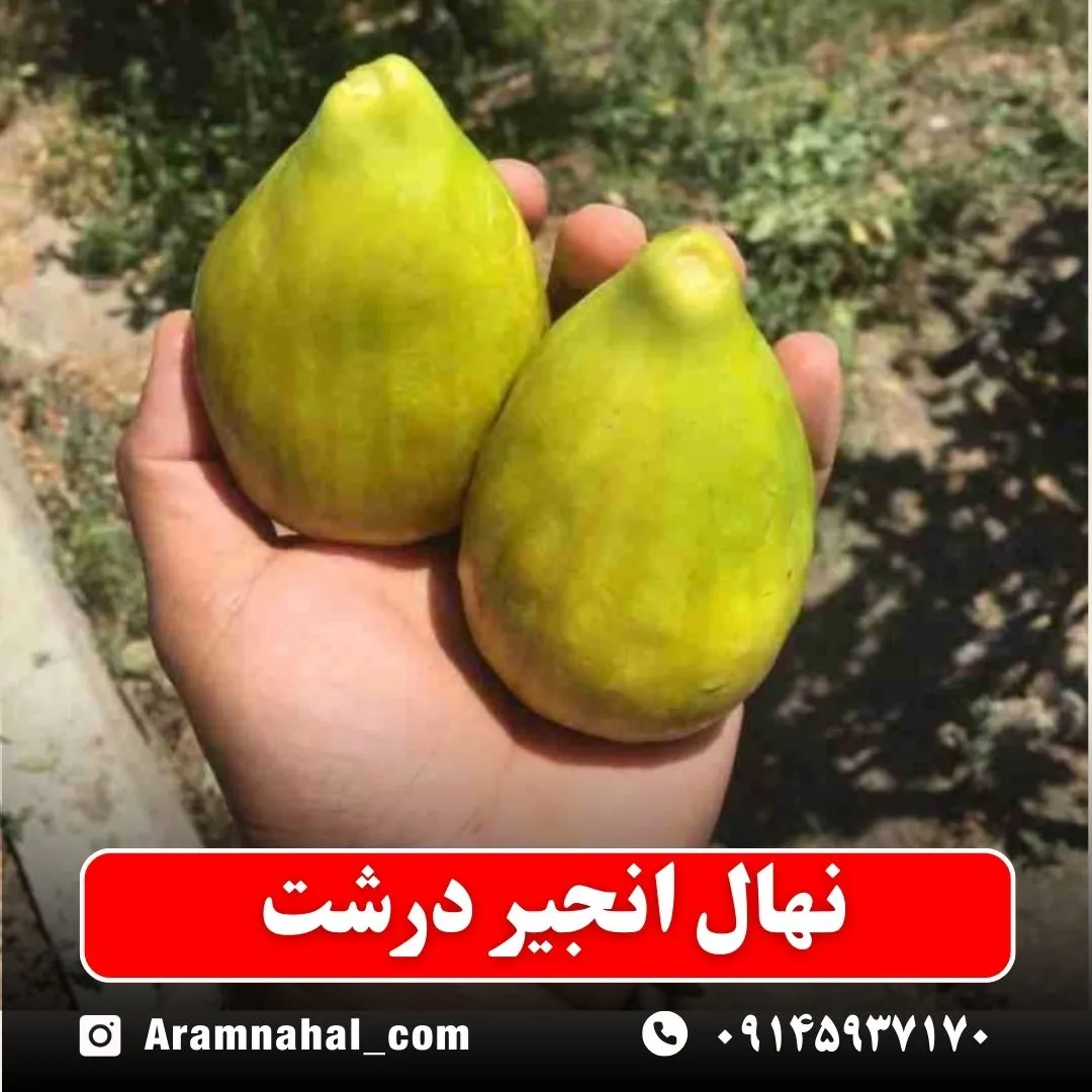 نهال انجیر درشت نهالستان آرام نهال