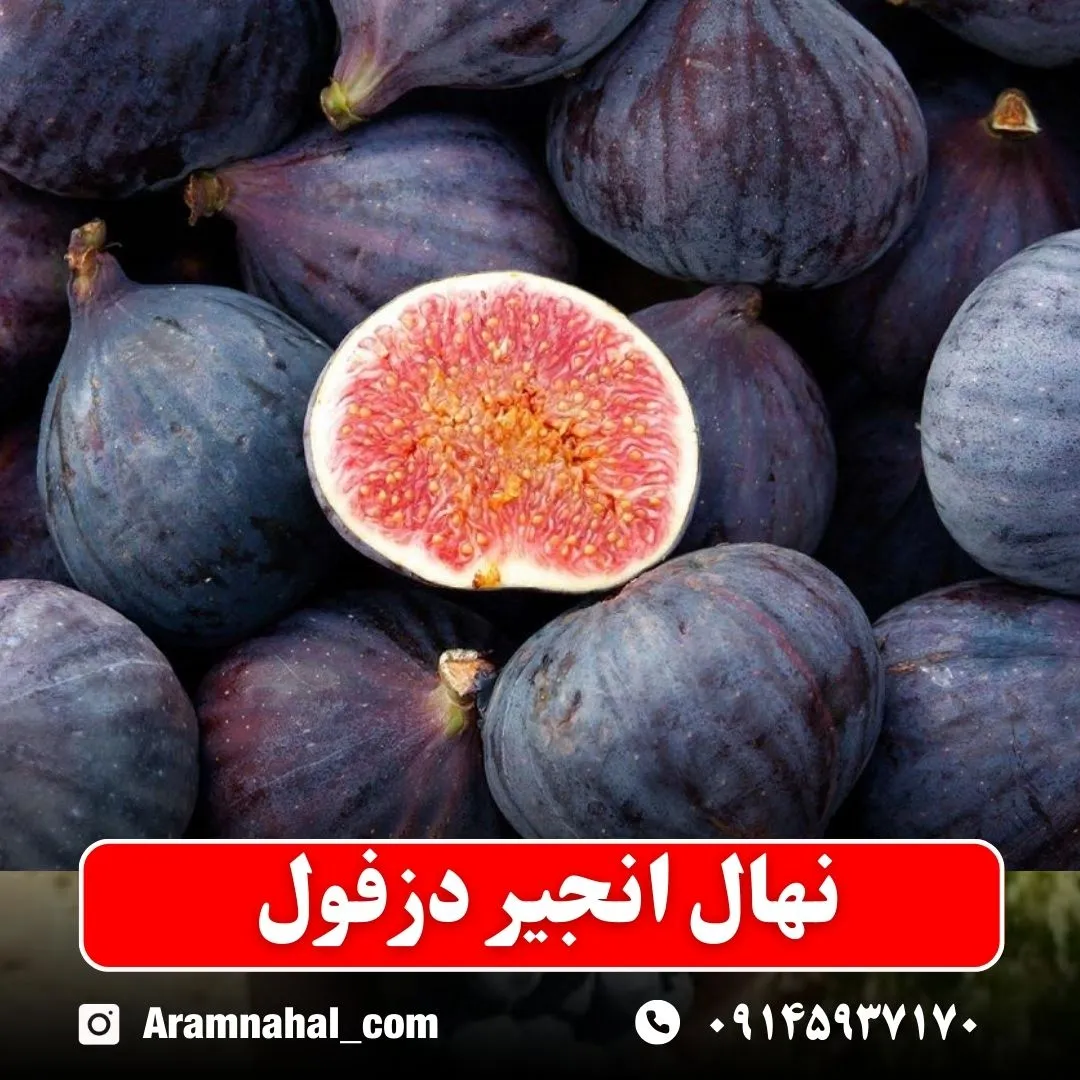 نهال انجیر دزفول نهالستان آرام نهال