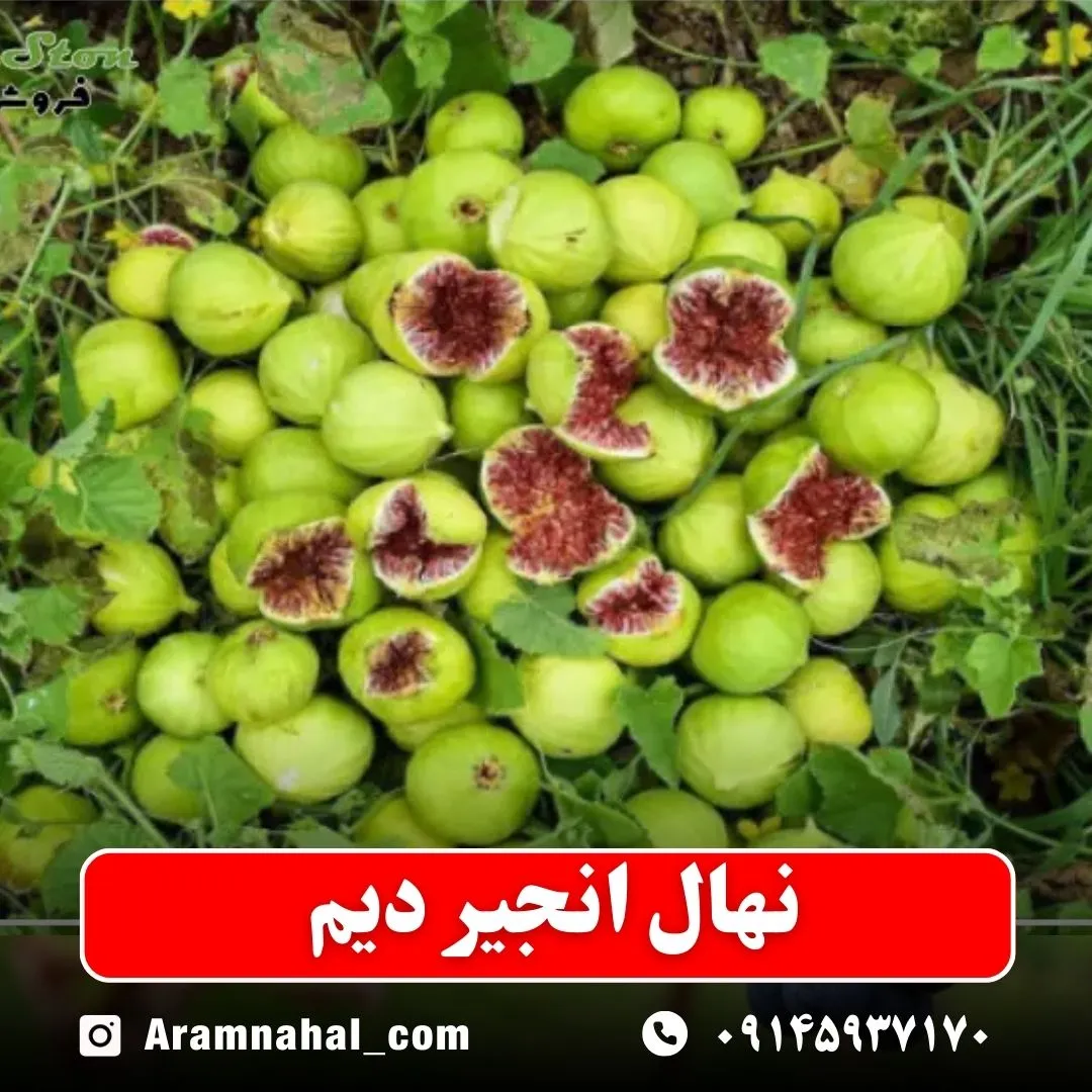 نهال انجیر دیم نهالستان آرام نهال