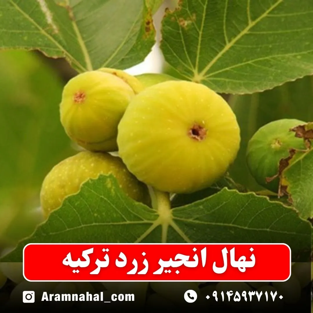 نهال انجیر زرد ترکیه نهالستان آرام نهال