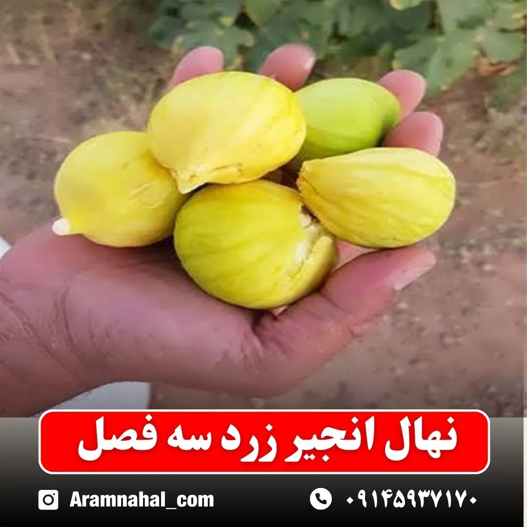 نهال انجیر زرد سه فصل نهالستان آرام نهال