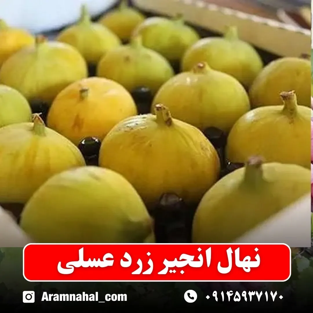 نهال انجیر زرد عسلی نهالستان آرام نهال