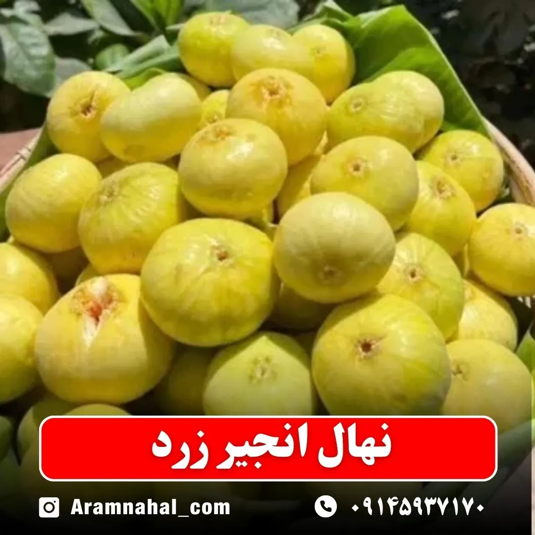 نهال انجیر زرد نهالستان آرام نهال
