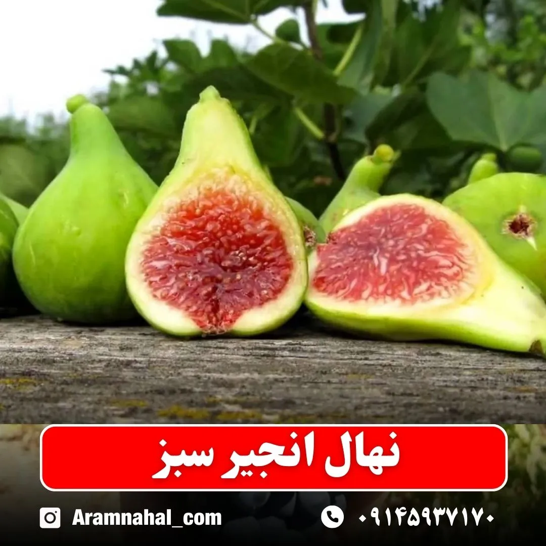 نهال انجیر سبز نهالستان آرام نهال