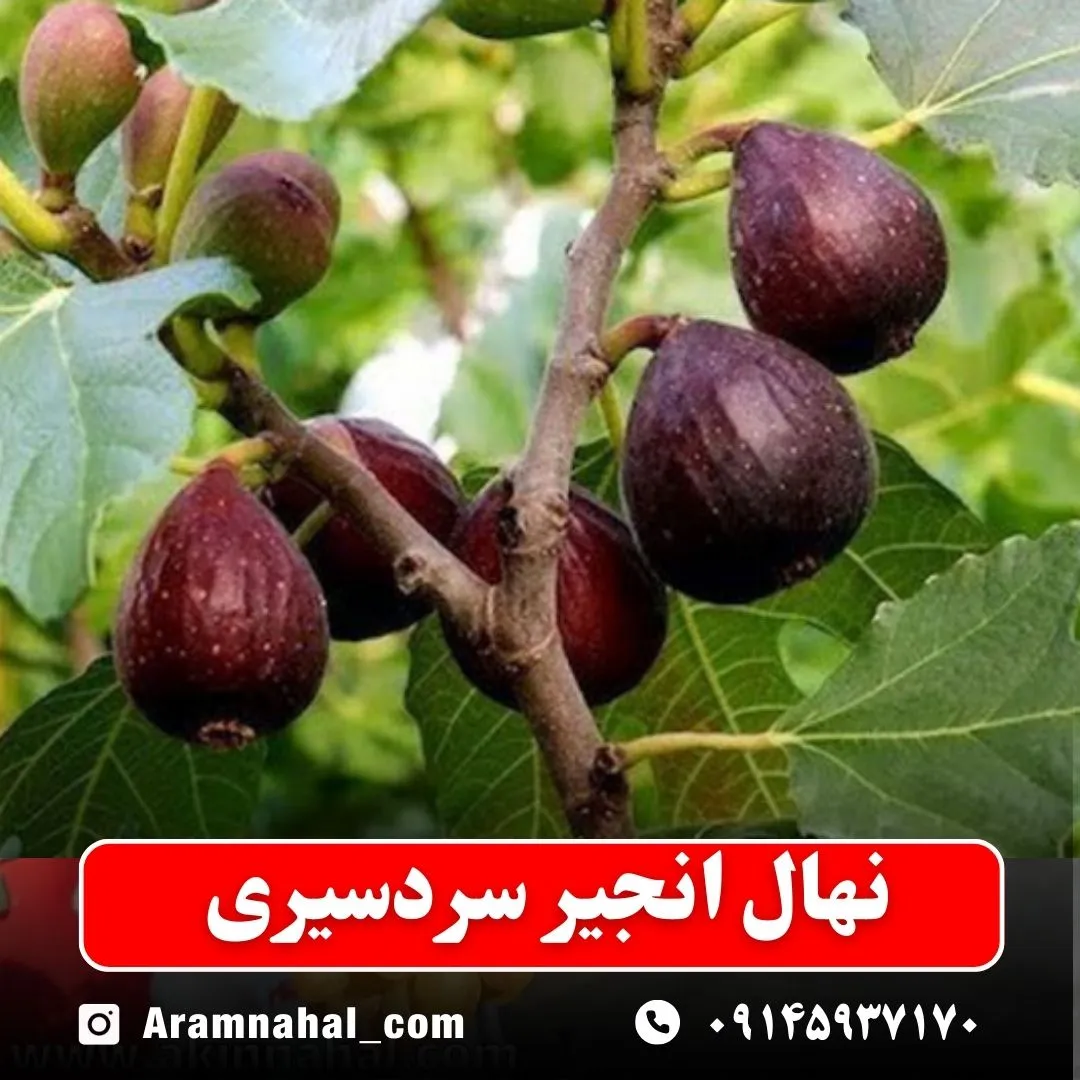 نهال انجیر سردسیری نهالستان آرام نهال