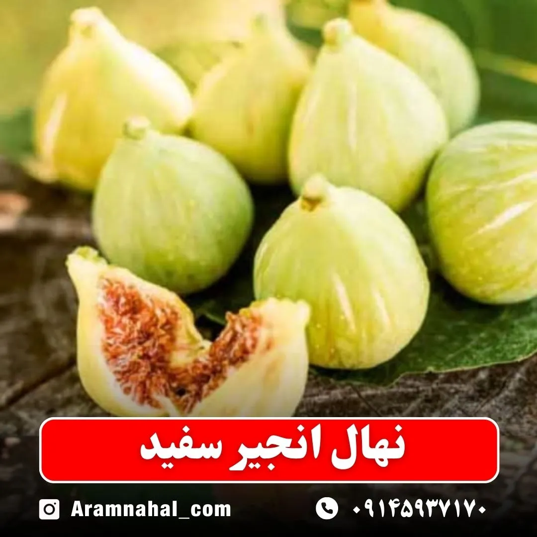 نهال انجیر سفید نهالستان آرام نهال