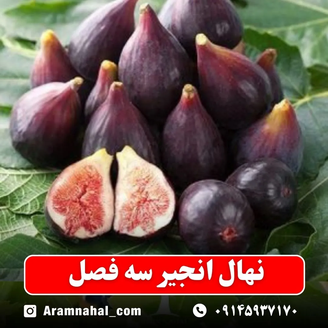نهال انجیر سه فصل نهالستان آرام نهال