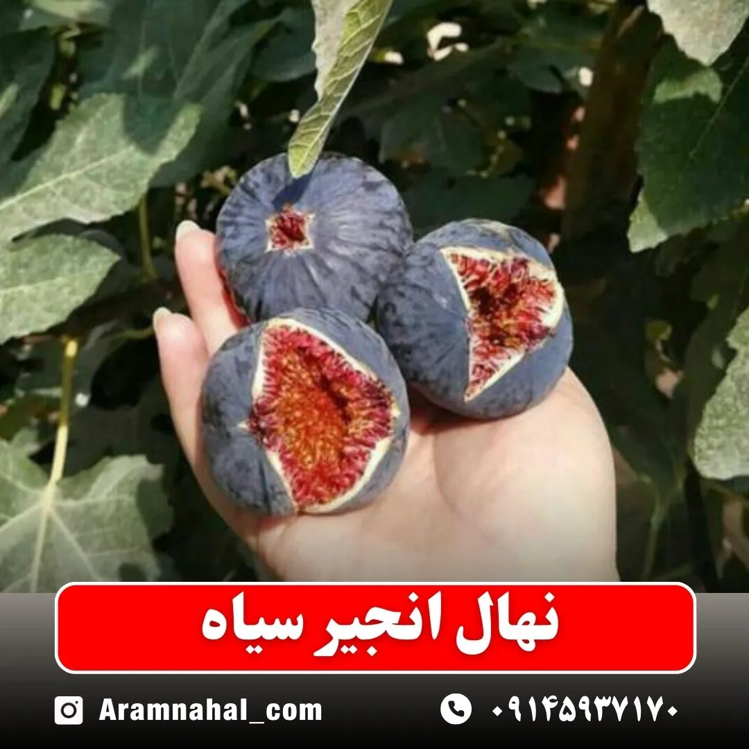 نهال انجیر سیاه نهالستان آرام نهال