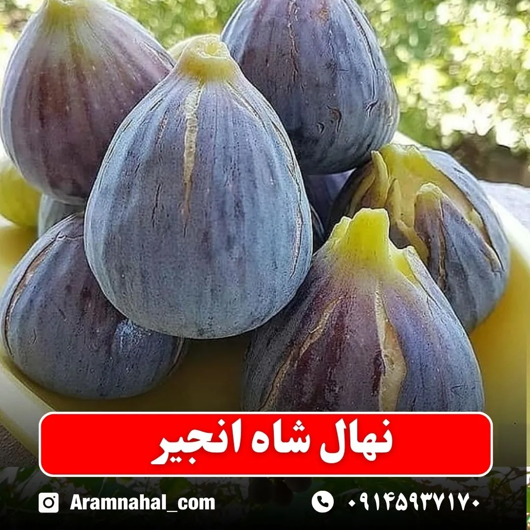 نهال انجیر شاه انجیر نهالستان آرام نهال