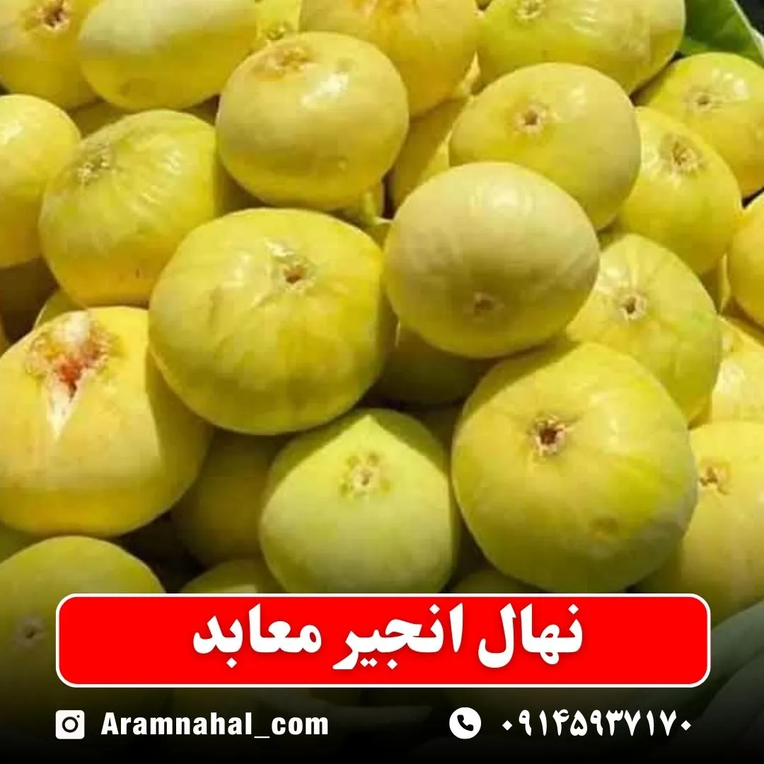 نهال انجیر معابد نهالستان آرام نهال