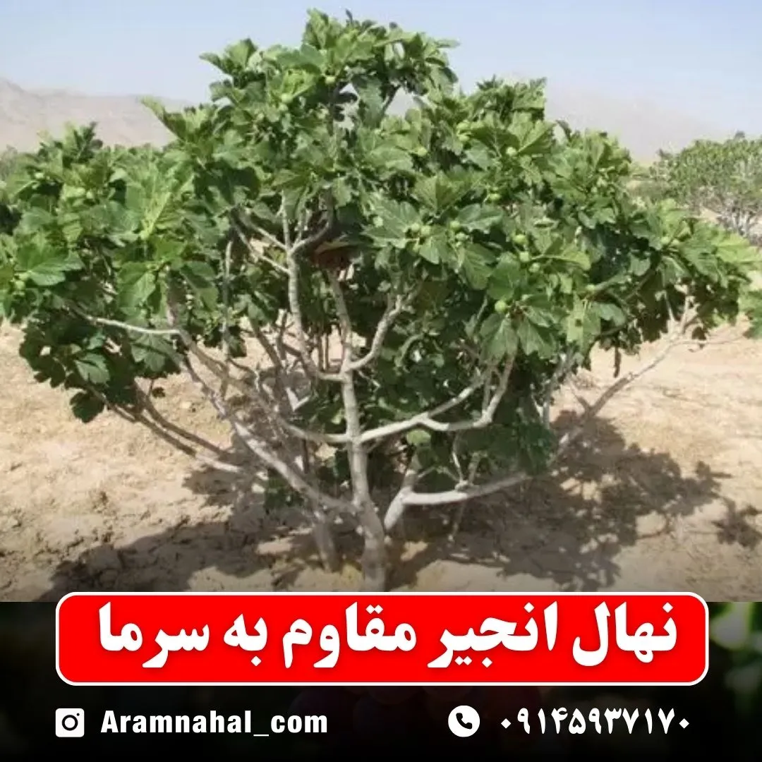 نهال انجیر مقاوم به سرما نهالستان آرام نهال