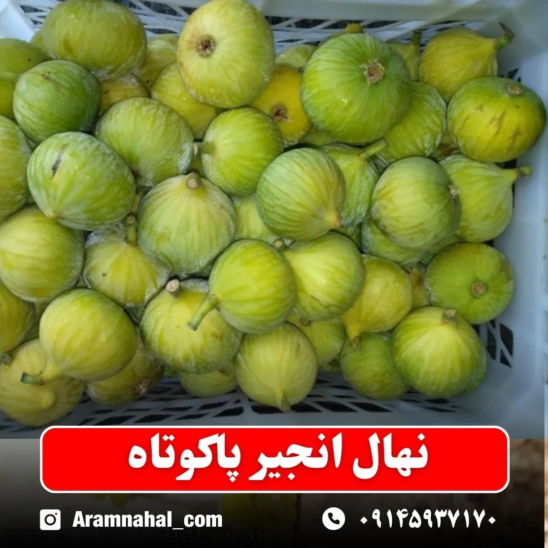 نهال انجیر پاکوتاه نهالستان آرام نهال