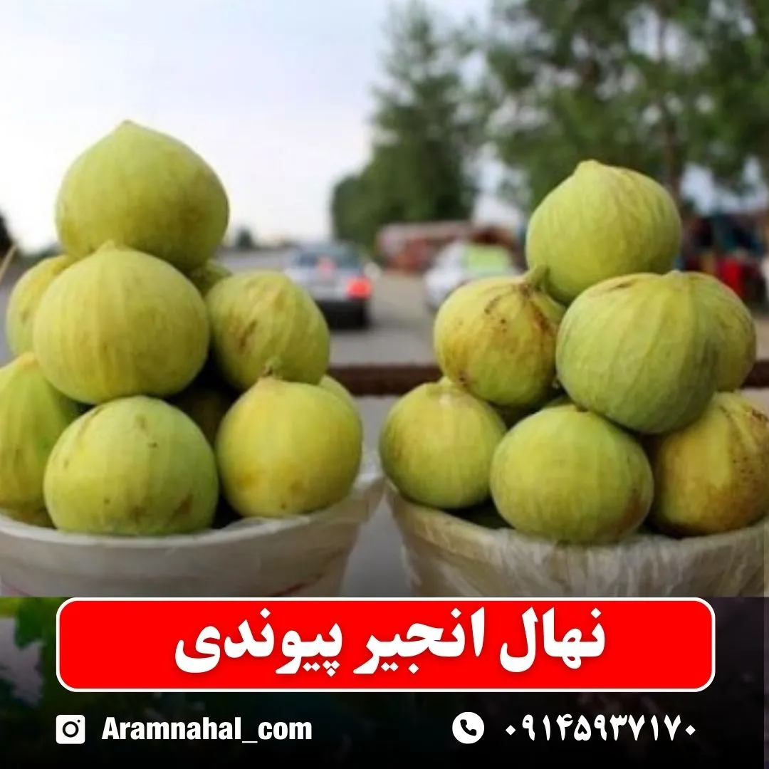نهال انجیر پیوندی نهالستان آرام نهال