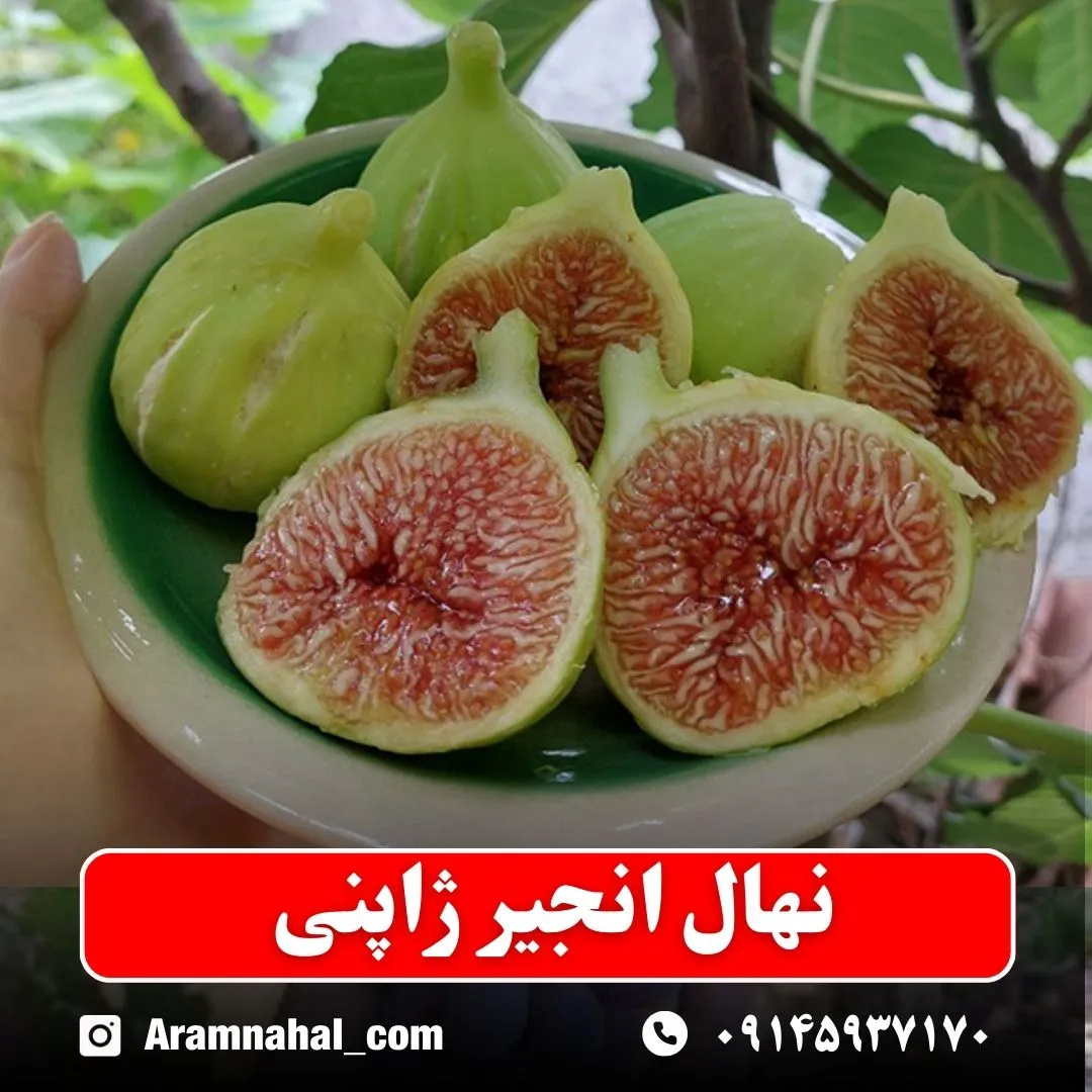 نهال انجیر ژاپنی نهالستان آرام نهال