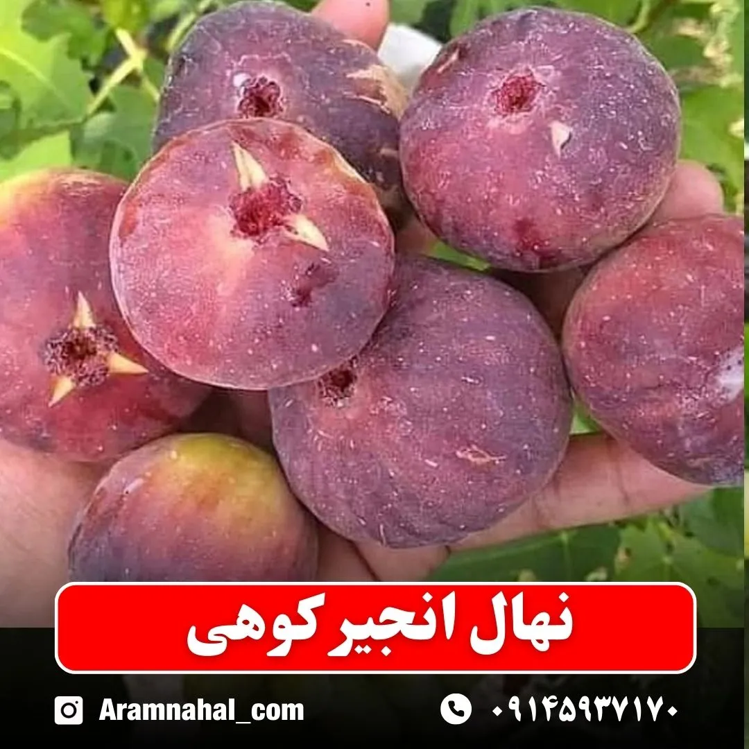 نهال انجیر کوهی نهالستان آرام نهال