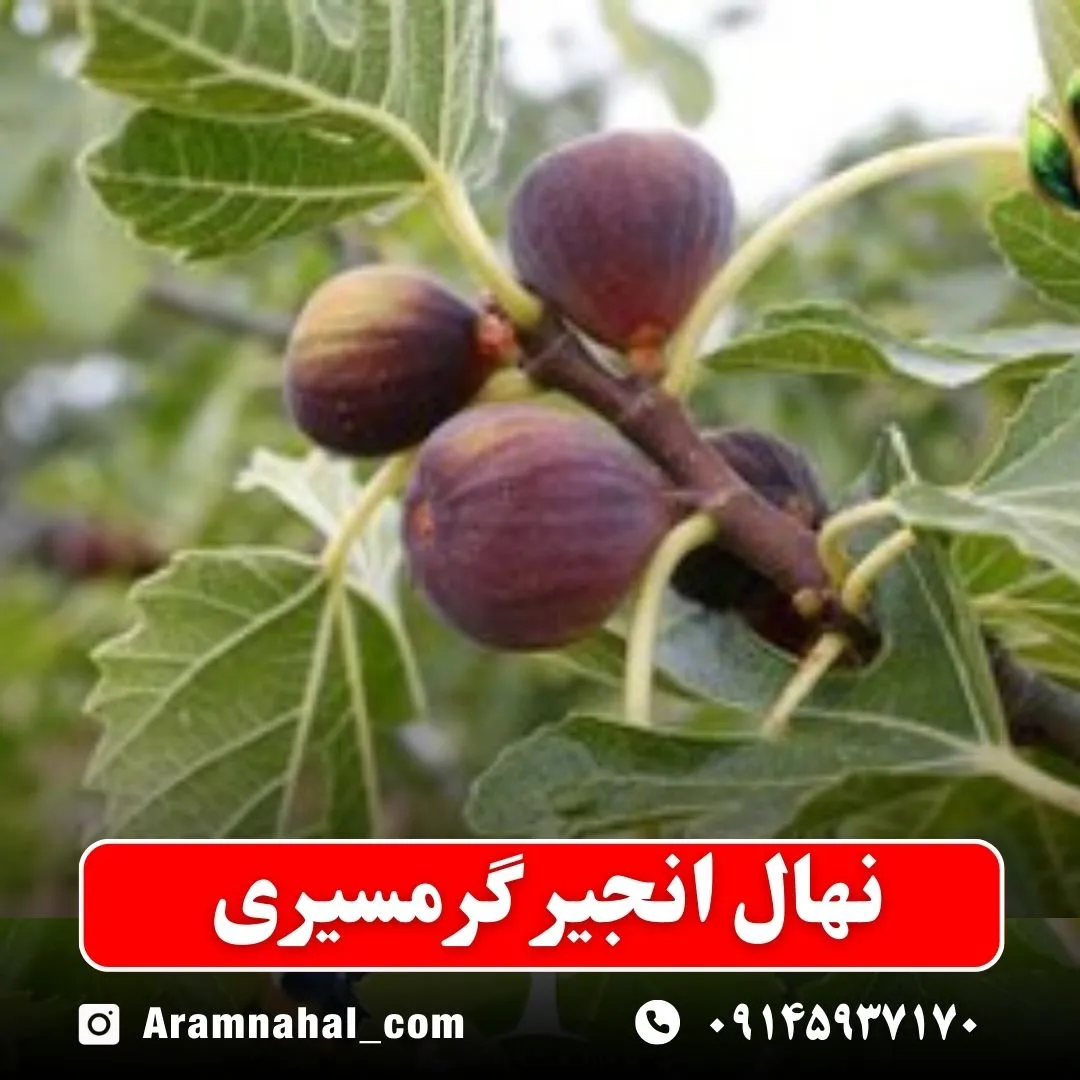 نهال انجیر گرمسیری نهالستان آرام نهال